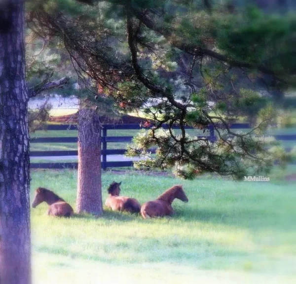 2008 Foal Crop