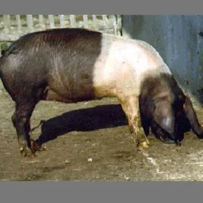 Krskopolje