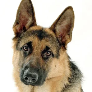 The German Shepherd (Deutscher Schäferhund)