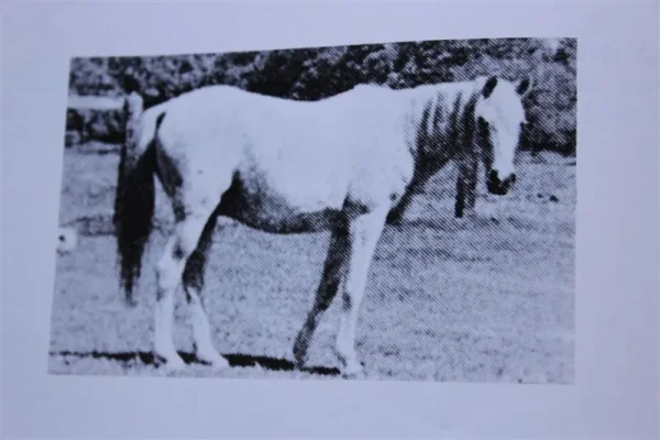 Ralouma (Raseyn x Malouma) grey mare, foaled February 28, 1935bred by W.K. Kellogg Institute