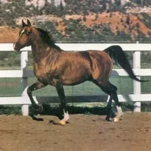 Monokl