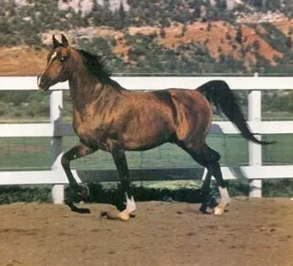 Monokl