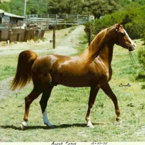 Aurab