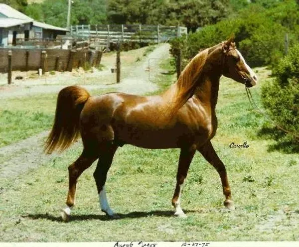 Aurab