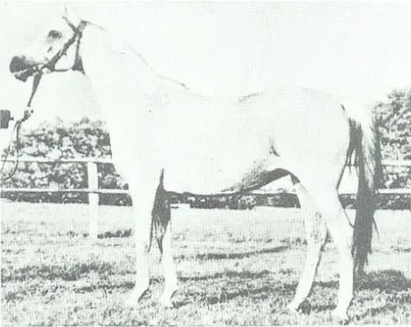 *AMBARA (Wielki Szlem x Alhambra by Kaszmir)
