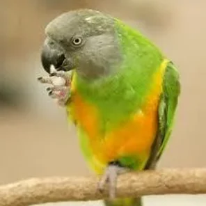 Senegal Parrot