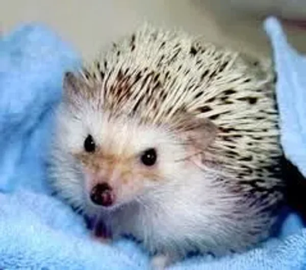 Hedgehog