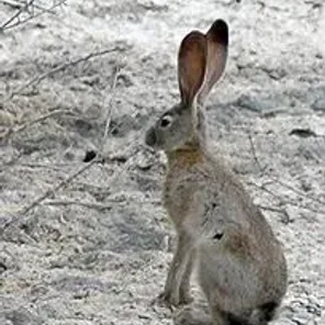 Black-tailed Jackrabbit