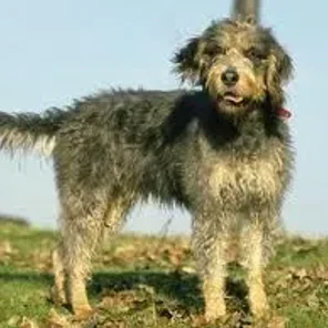 Griffon Nivernais