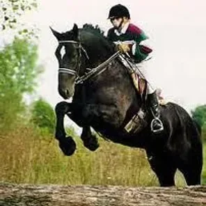 Percheron