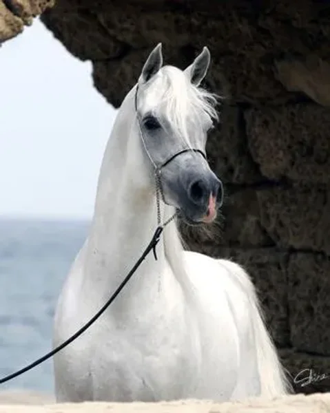 Al Ayad 1999 Grey Straight Egyptian Stallion