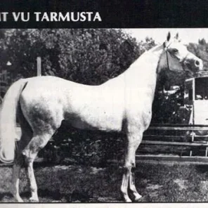 MT VU TARMUSTA