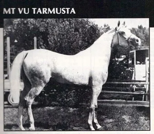 MT VU TARMUSTA