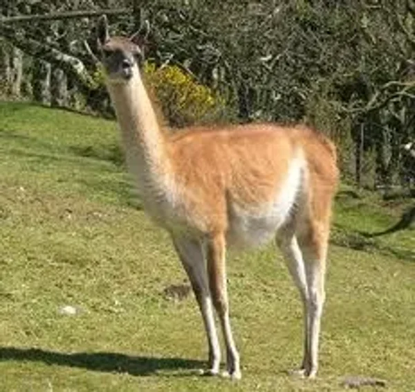 Guanaco
