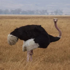 Ostrich