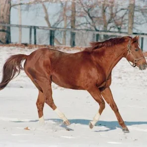 Secretariat