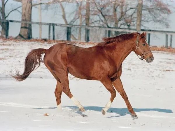 Secretariat