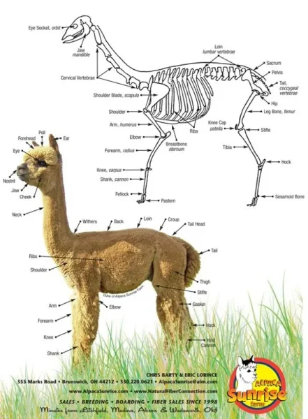 Alpaca vs Llama, What are the Differences