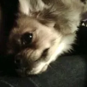 Tibetan Chin (Designer Dog)