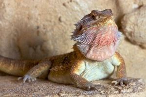 Bearded Dragon Right for You?
