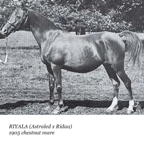 Riyala