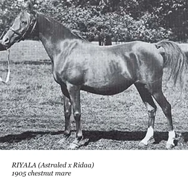 Riyala