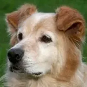 Coydog