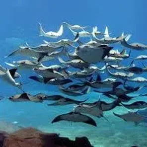 Rays