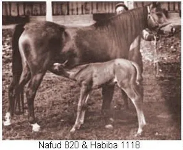 NAFUD
