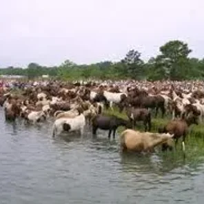 Chincoteague