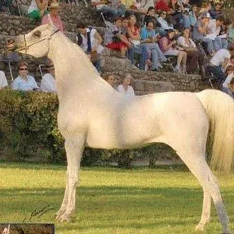 VAN EL ROSE