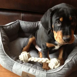 Black and Tan Coonhound