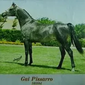 Gai Pissarro