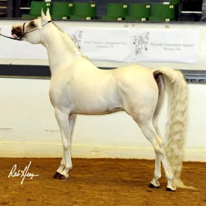 SI Prince Ali Shiraz