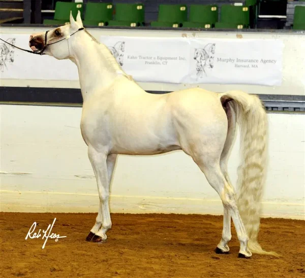 SI Prince Ali Shiraz