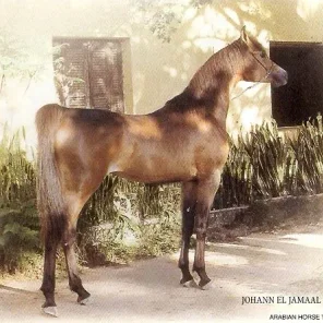 JOHANN EL JAMAAL