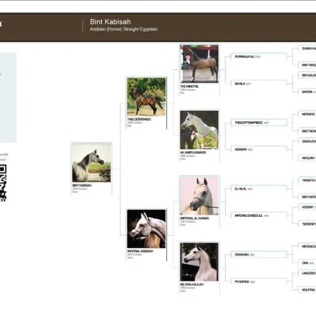 Hey Tina...really love the pedigree! I spoke with Kendra this morning and Imperial Kabisah is ready to breed. Can't wait to see that foal...Very Exciting!