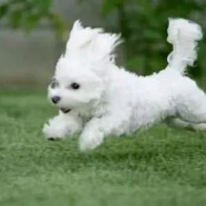 Bichon Frise