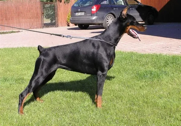 Ch. Dura Lex Polonia Coppola BH, PBT