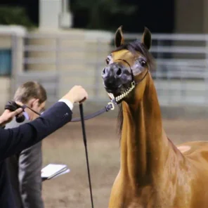Region One Arabian Horse Show 2012