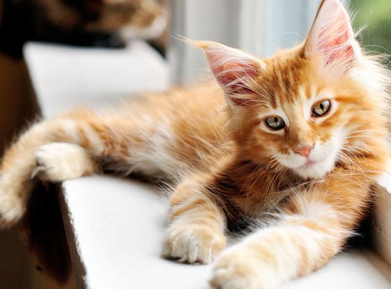 11 Things No One Tells You About Owning a Cat