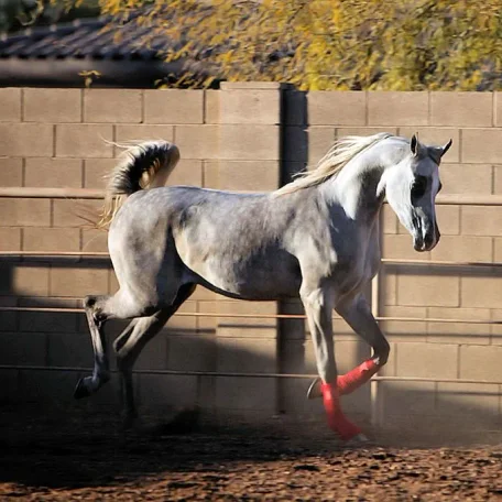 Luxemere Jizette out of TA Jihana Bey and by KM Bugatti