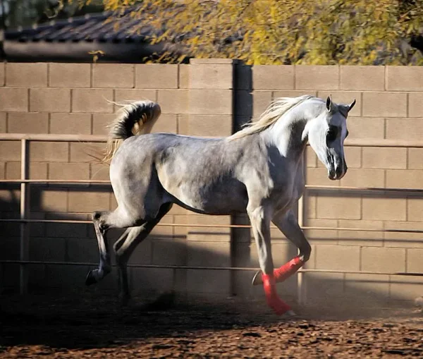 Luxemere Jizette out of TA Jihana Bey and by KM Bugatti