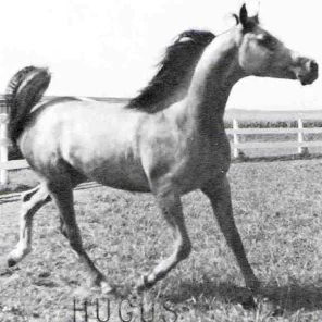 KJ Quick Silver