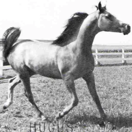 KJ Quick Silver
