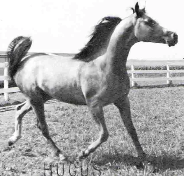 KJ Quick Silver