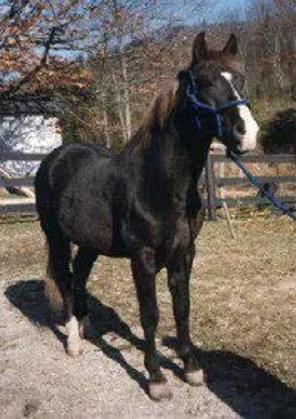 Buddy Roe