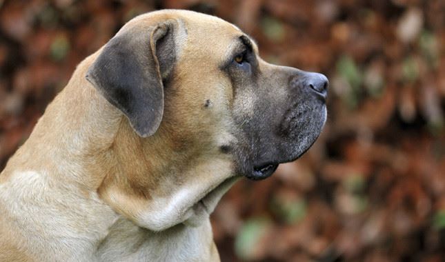 Boerboel
