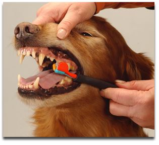 Your Dog's Teeth: Toothaches and Other Problems - Pt 1