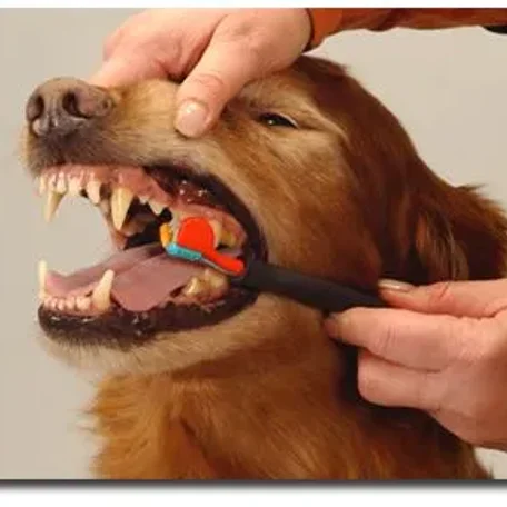 Your Dog's Teeth: Toothaches and Other Problems - Pt 1